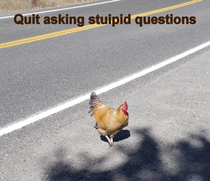 Chicken dont answer questions
