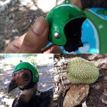 Chicken helmet Designed to protect chickens from falling durians but it apparently failed to have the desired effect