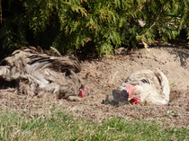 Chickens having dust bath looks both cute and hilarious