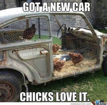 Chicks love it