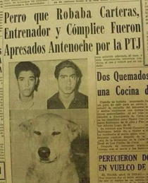 Chilean mugger dog 