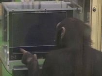 Chimp solving a memory puzzle