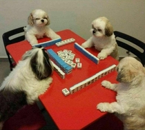 Chinese New Year - Dog year celebrating by playing Chinese mahjong