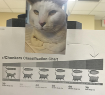 Chonker classification chart in my doctors office