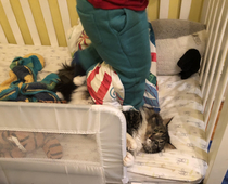 Choosing the toddlers bed for a nap was a mistake