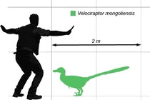 Chris Pratt is rapidly becoming the standard scale for palaeontological diagrams