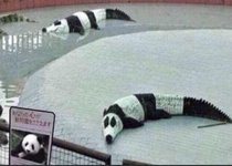 Clearly pandas