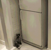 Clever cat opens freezer