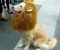 Closest to a pet lion I can get