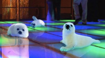 Clubbing baby seals