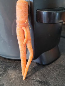 Cocky carrot