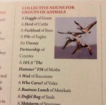 Collective nouns you should know