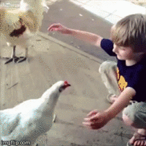 Come here chicken i feel your feels