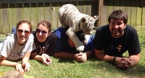 Come play with baby tigers they said It will be fun they said
