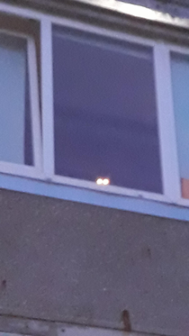Coming back from work late and my cat be watching me in a balcony like
