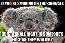 Common Courtesy Koala