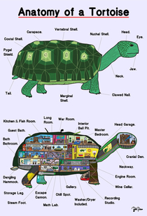 Complex creatures tortoises