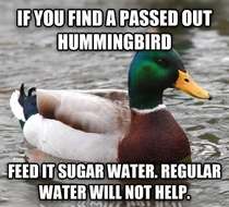Considering the average hummingbird will starve after four hours of no food for all those finding ones passed out this is VERY important