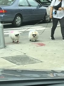 Coolest dogs in NYC