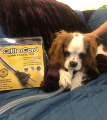 Cord protector infused w bitter taste for dogs