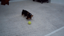 Corgi puppy vs tennis ball