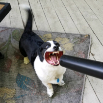 Corgi vs Leaf Blower