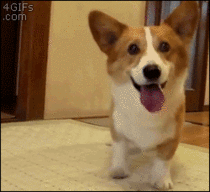 Corgi who could not stop his excitement for this ball