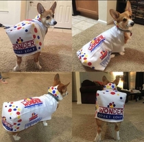 Corgi wonder loaf