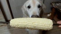 Corn on the cawwwb