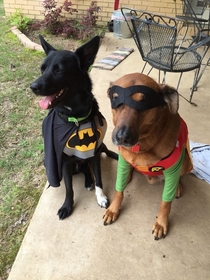 Cosplay with Batdog and Robin