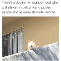 cough Judgemental Son of A Bitch coughI mean Cute Doggo