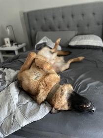 Couldnt find my dog so I went into my bedroom and found he messed up the bed and is having a nap German Shepherd things I guess