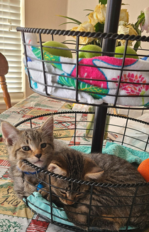 Couldnt find our kittens anywhere Never thought to check the fruit basket