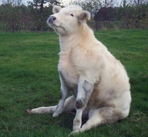 Cow sitting down