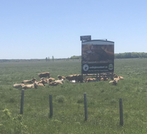 Cows lounging around a sign created for their own demise