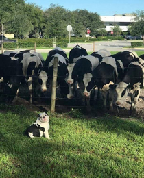 Cows see miniature cow