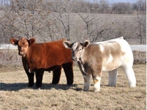 Cows shampooed conditioned and blow dried xpostaww
