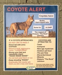 Coyote Alert