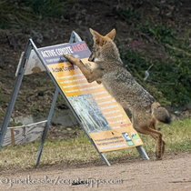 Coyote realizing its famous