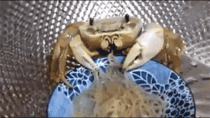 Crab likes delicious noodles