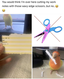 Crafty birb