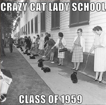 Crazy Cat Lady School