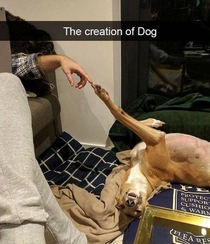 Creation of Dog