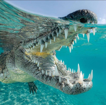 Crocodile yawning under water