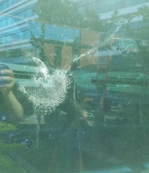 Crossing a hospital skybridge and found this imprint of a bird on the window