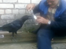 Crow asks for vodka