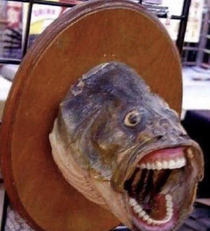 Cursed fish 
