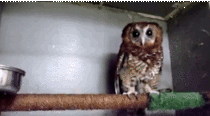 Cute baby owl wants to be fed