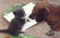 Cute kitty and dachshund