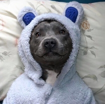 Cute pitbull after bath time